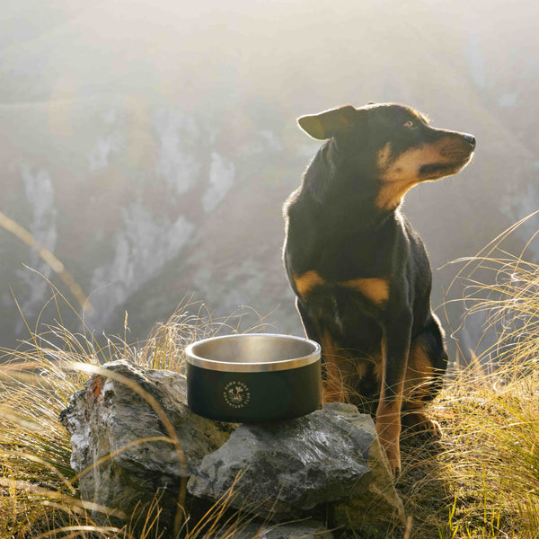 2L Dawn Dog Bowl